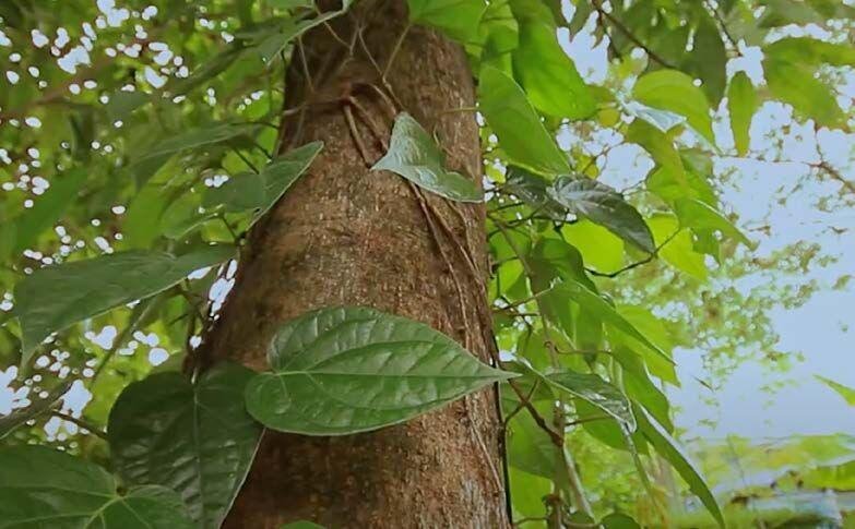 Vegetação nativa preservada no BS Botanic Eusébio